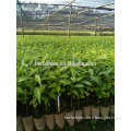 Agarwood seedling /baby plant for sale ,2016 NEW SEEDS ON MARKET